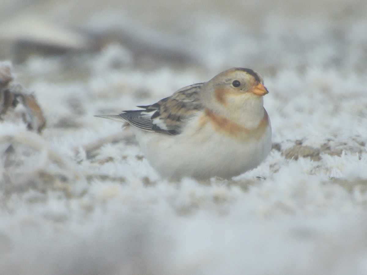 Snow Bunting - ML644425732