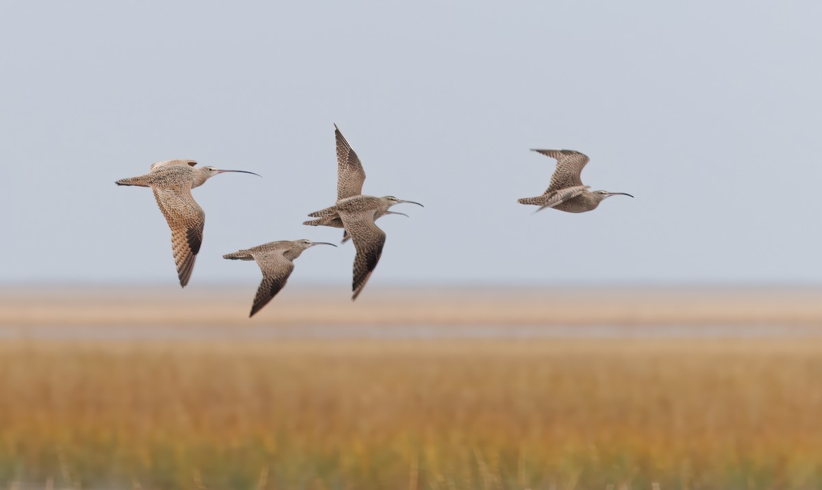 koliha americká - ML644425736