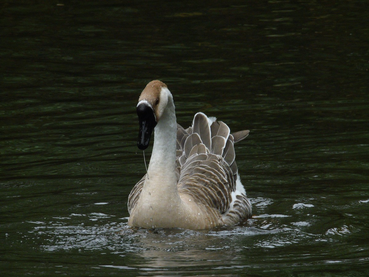 Çin Kazı (evcil tip) - ML644425743