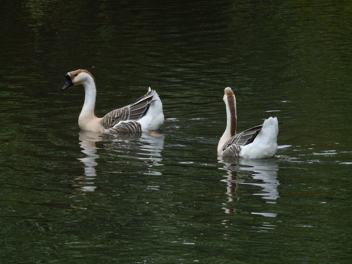 Çin Kazı (evcil tip) - ML644425744