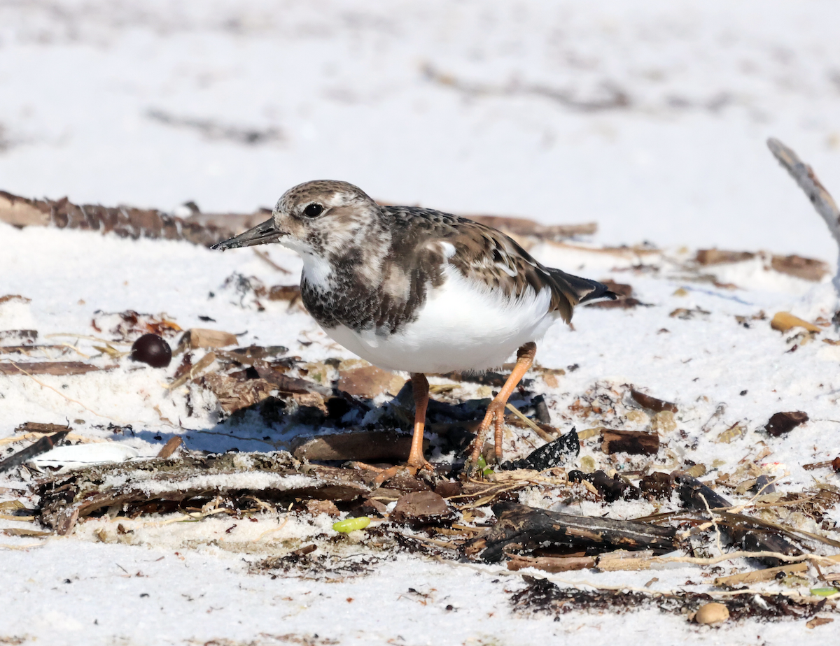 Ruddy Turnstone - ML644425745