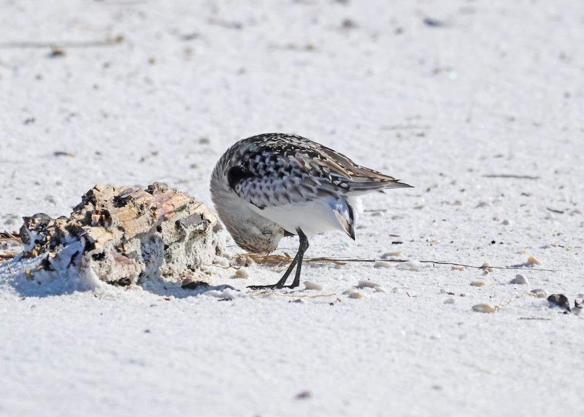 Sanderling - ML644425751