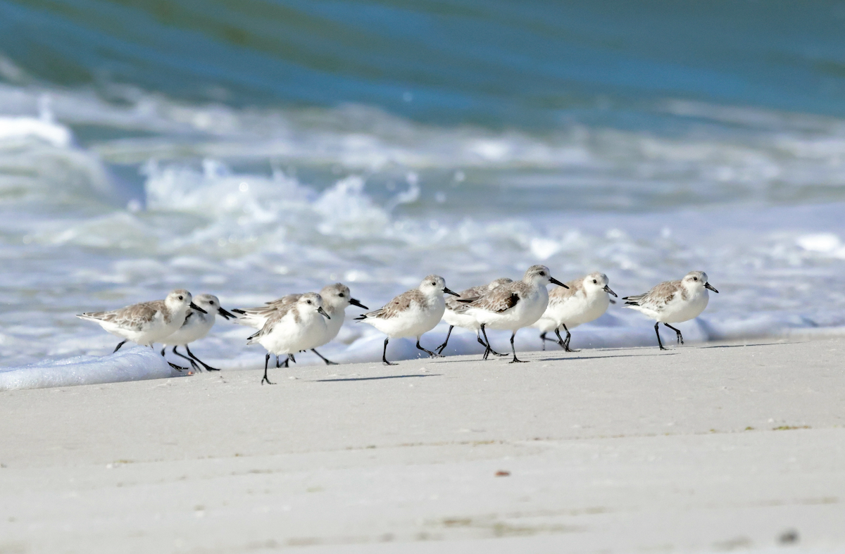 Sanderling - ML644425754