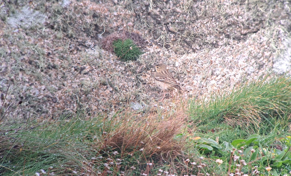 Tree Pipit - ML644425758