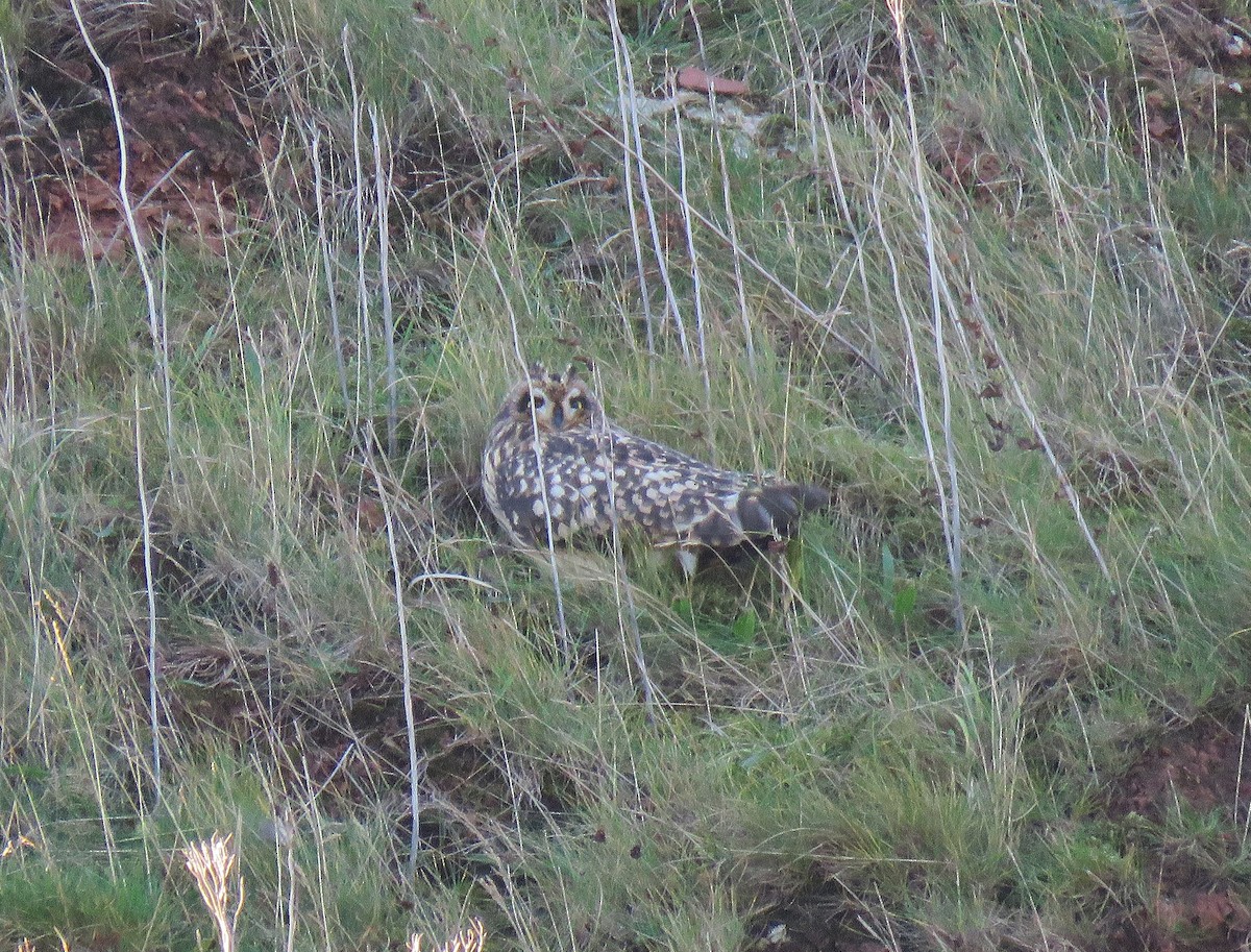 短耳鴞(flammeus) - ML644425763