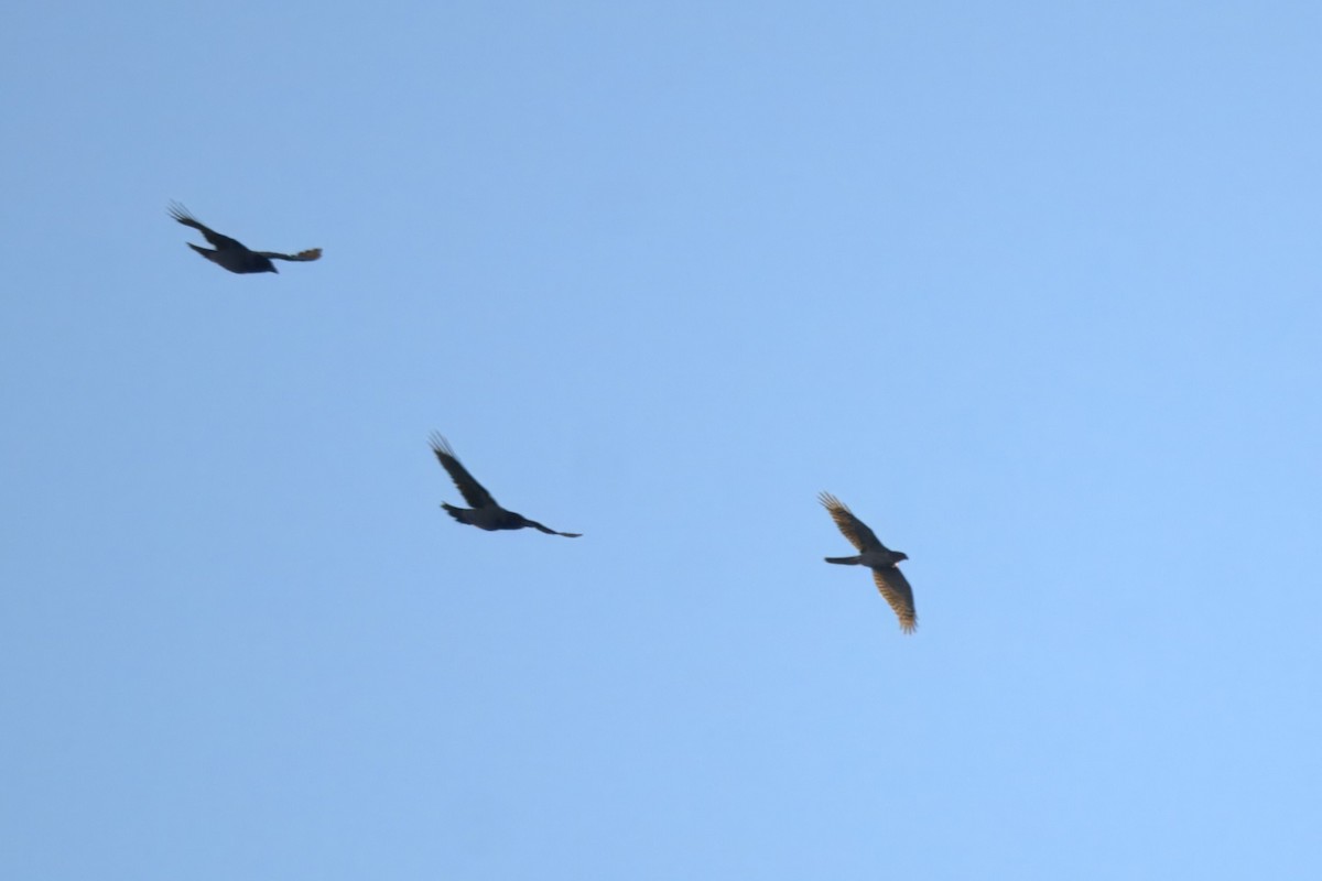 Eurasian Sparrowhawk - ML644425764