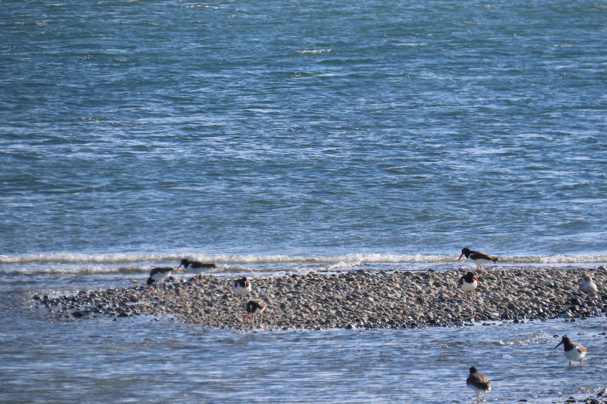 American Oystercatcher - ML644425765