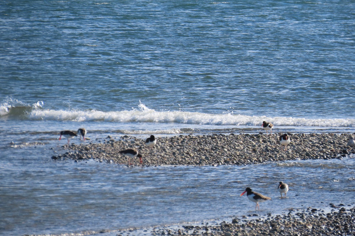 American Oystercatcher - ML644425766