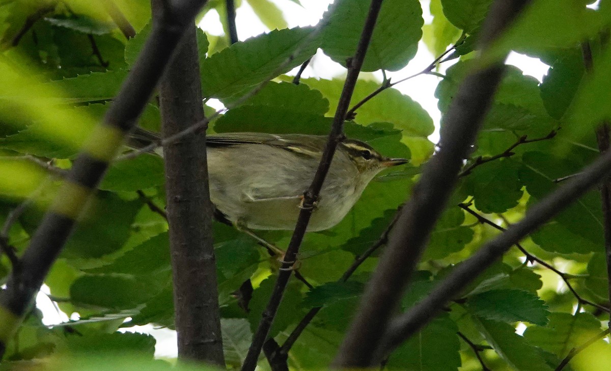 Arctic Warbler - ML644425767