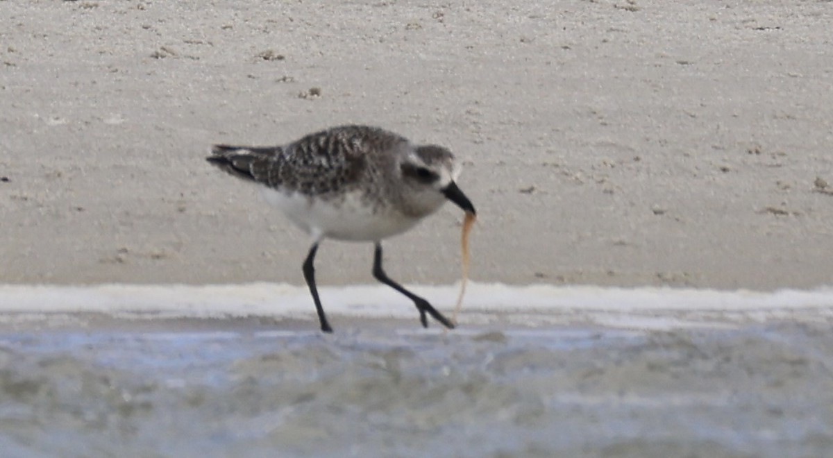 灰斑鴴 - ML644425773