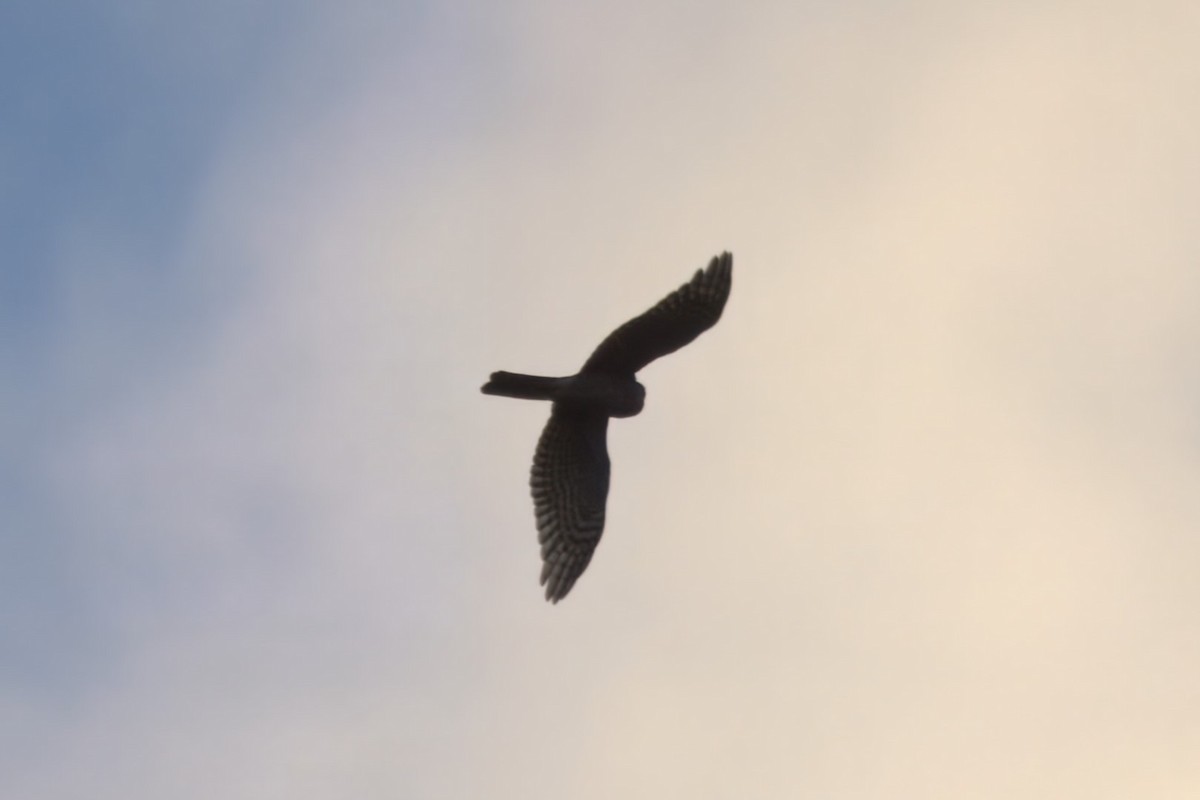 Eurasian Sparrowhawk - ML644425781