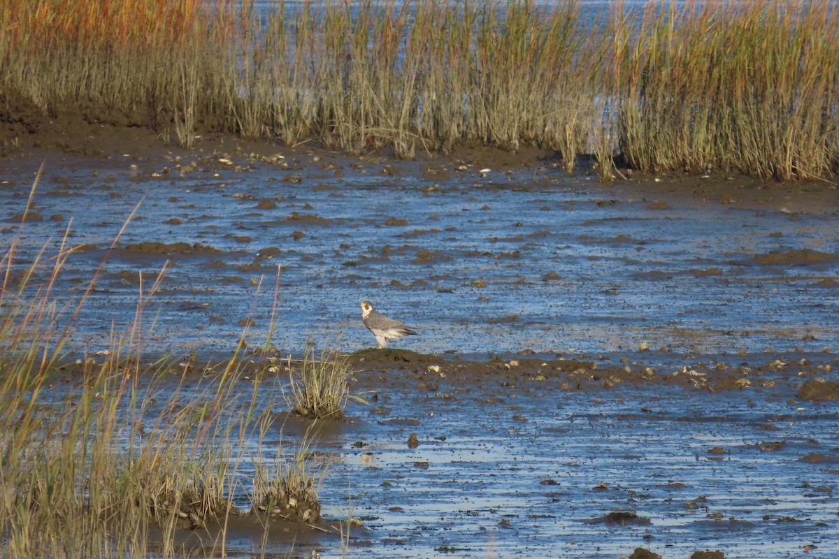 Peregrine Falcon - ML644425783