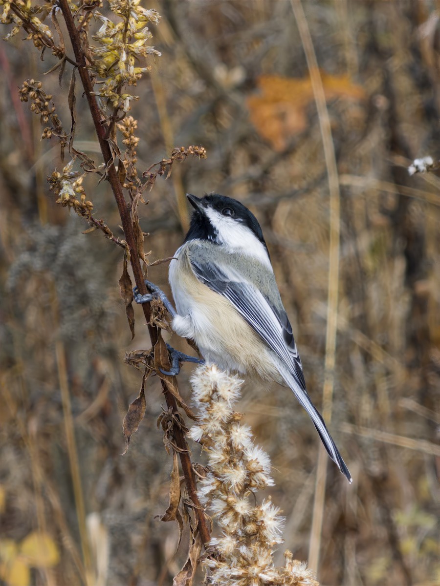 Black-capped Chickadee - ML644425786
