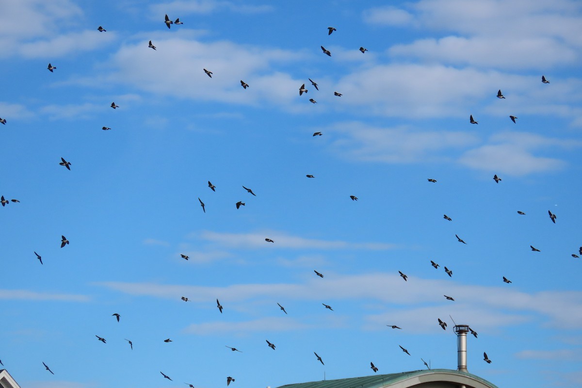 Tree Swallow - ML644425792