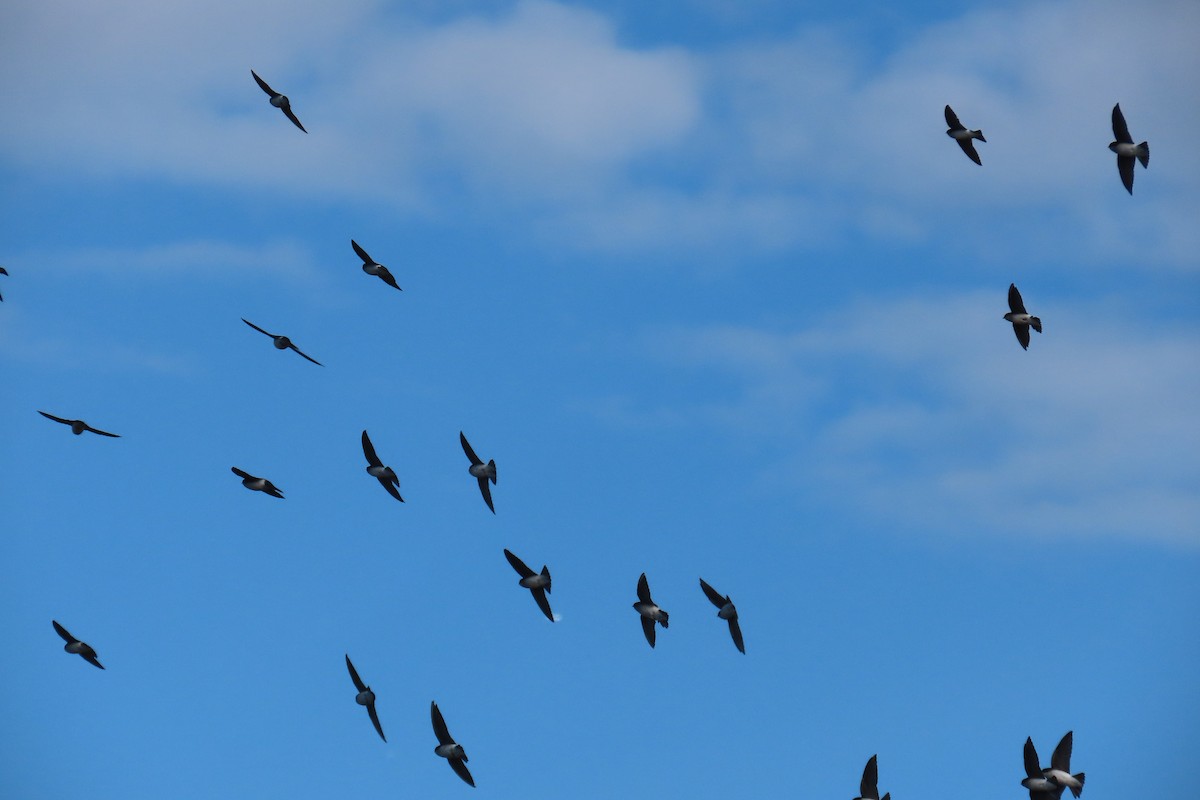 Tree Swallow - ML644425793