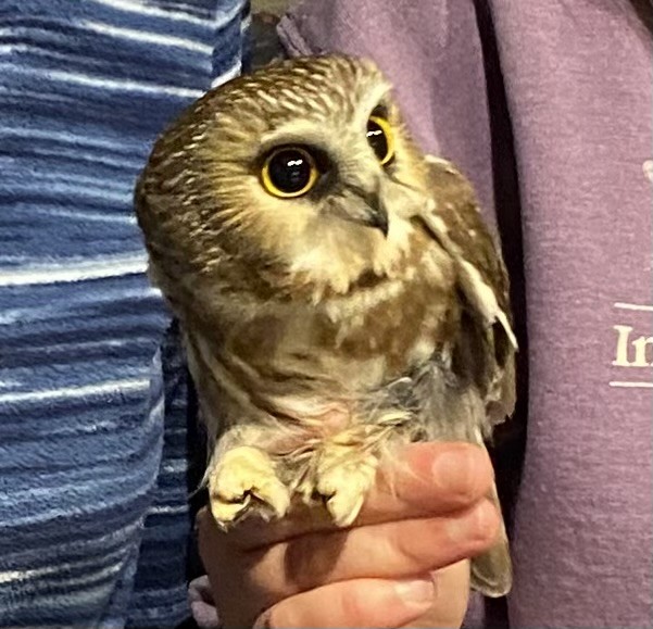 Northern Saw-whet Owl - ML644425795