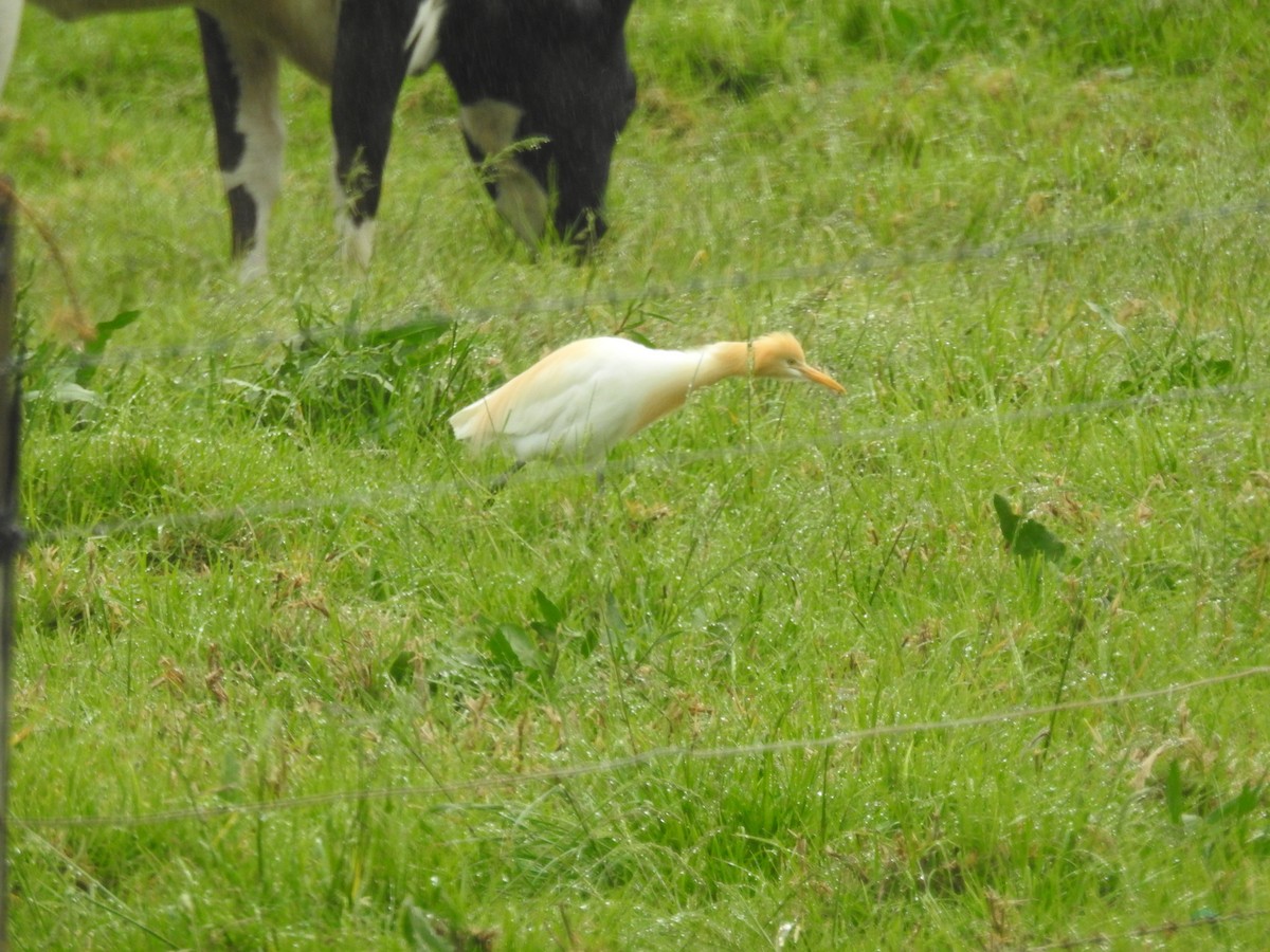 Eastern Cattle-Egret - ML644425796