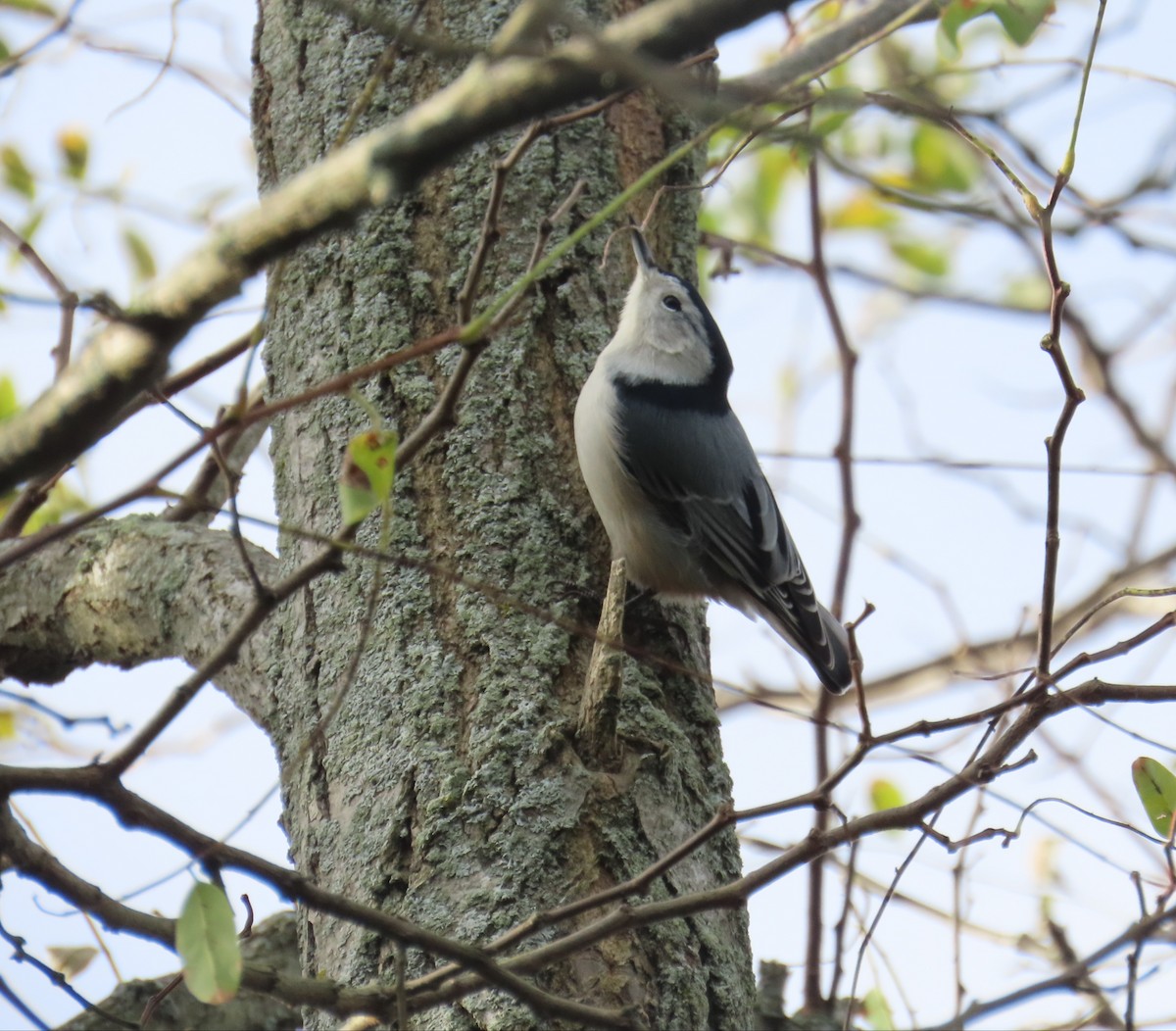 White-breasted Nuthatch - ML644425804