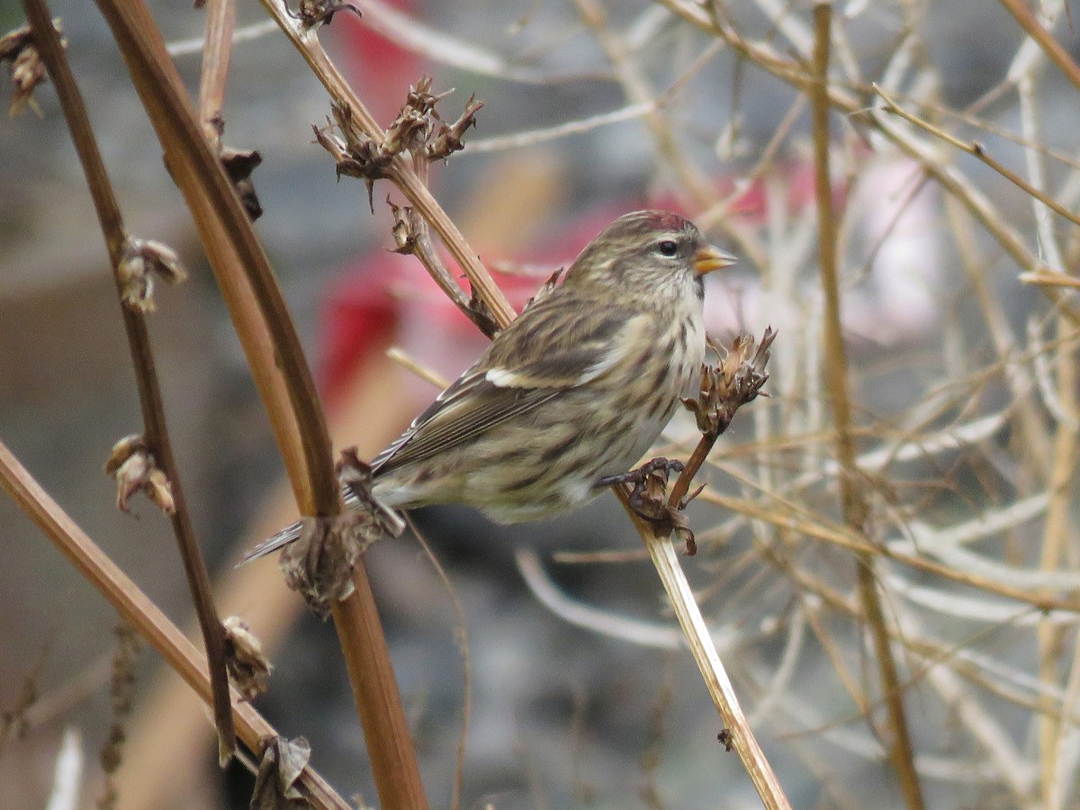 普通朱頂雀(cabaret) - ML644425805