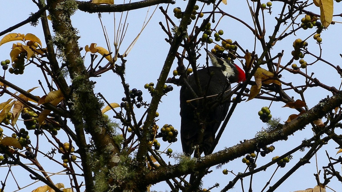 Жовна північна - ML644425809