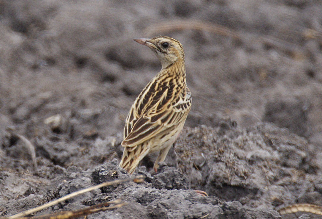 Rosy-throated Longclaw - ML644425810