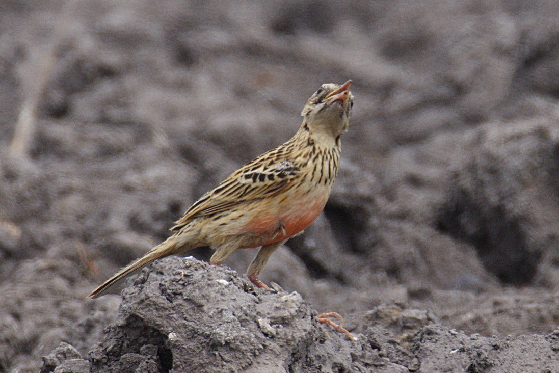 Rosy-throated Longclaw - ML644425811