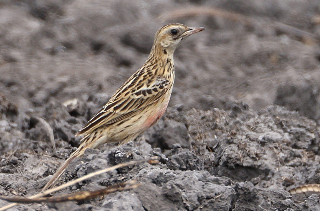 Rosy-throated Longclaw - ML644425812