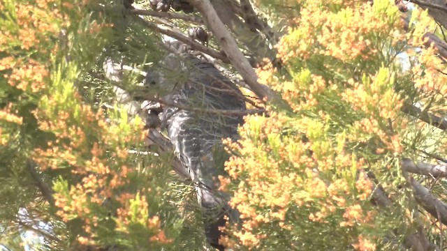 Gang-gang Cockatoo - ML644425817