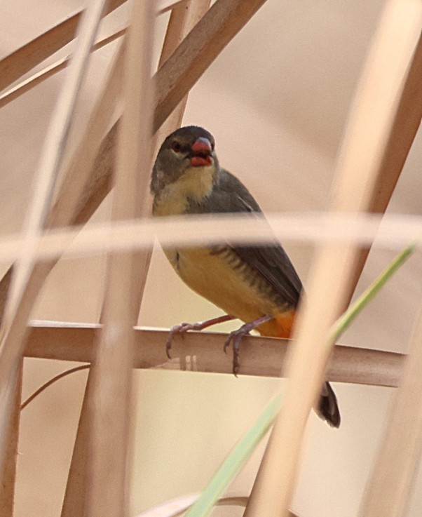 Zebra Waxbill - ML644425818