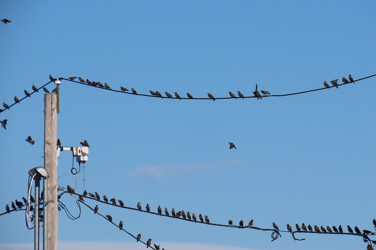 European Starling - ML644425819