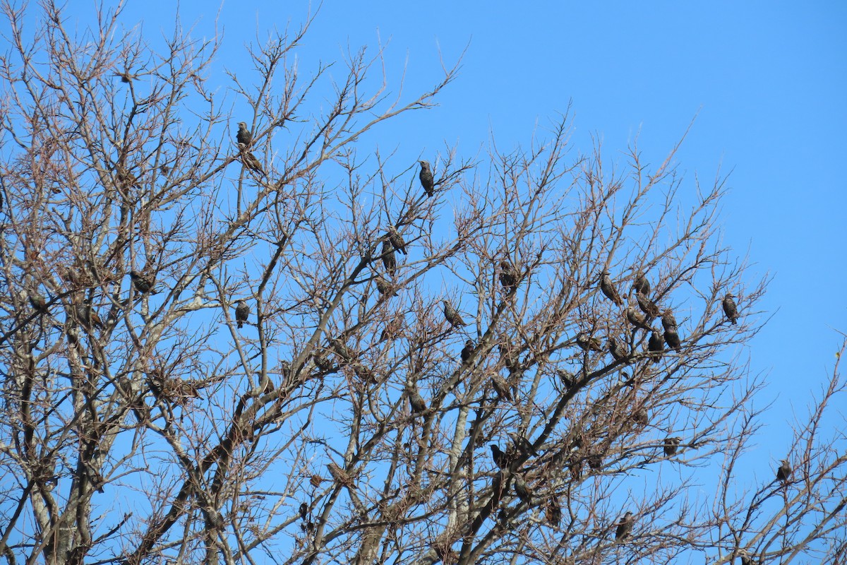 European Starling - ML644425820
