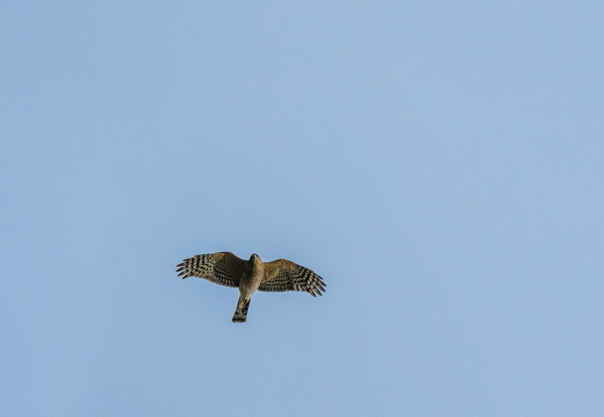 Sharp-shinned/Cooper's Hawk - ML644425822