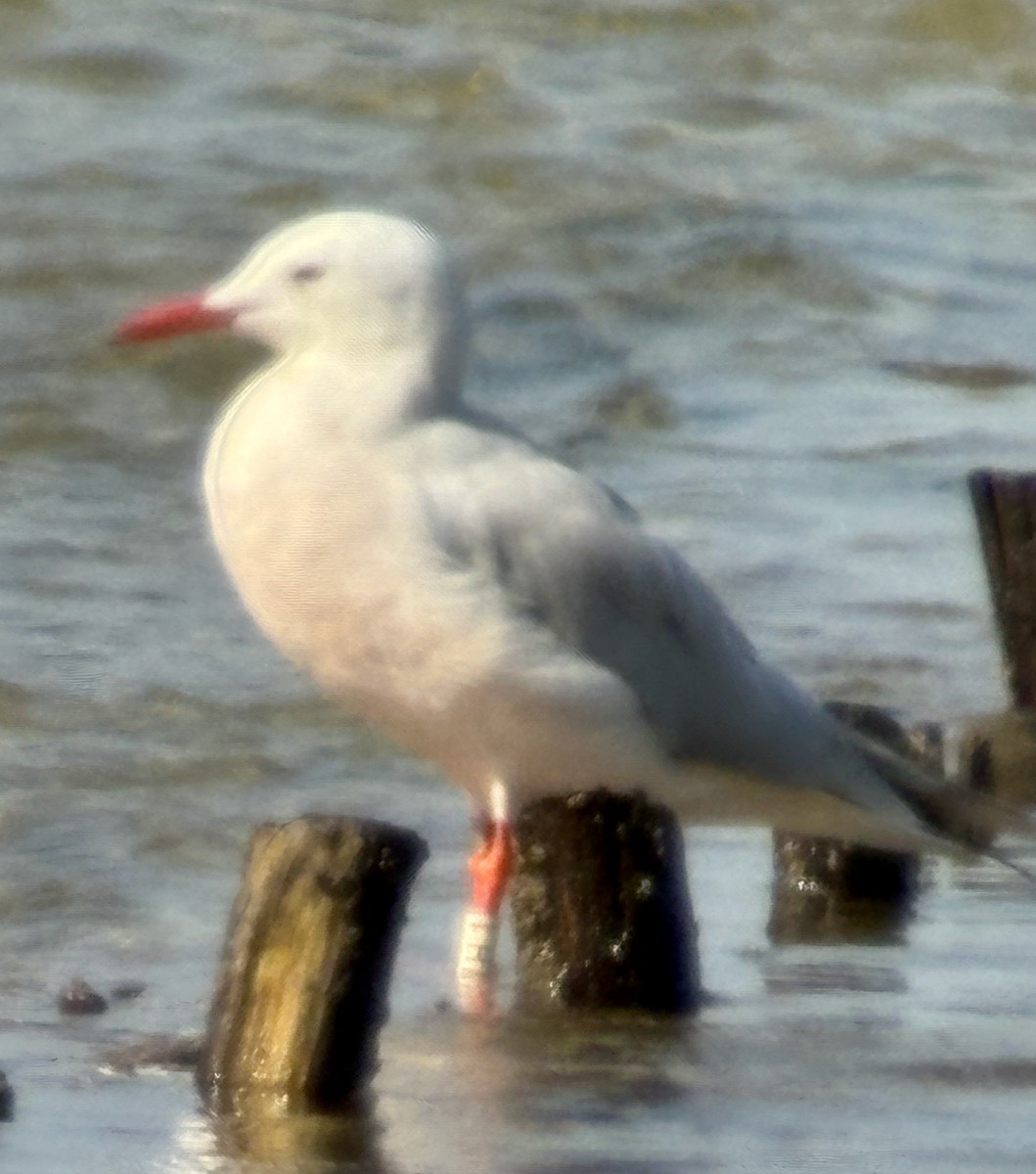 Slender-billed Gull - ML644425838