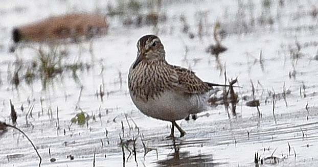 Pectoral Sandpiper - ML644425843