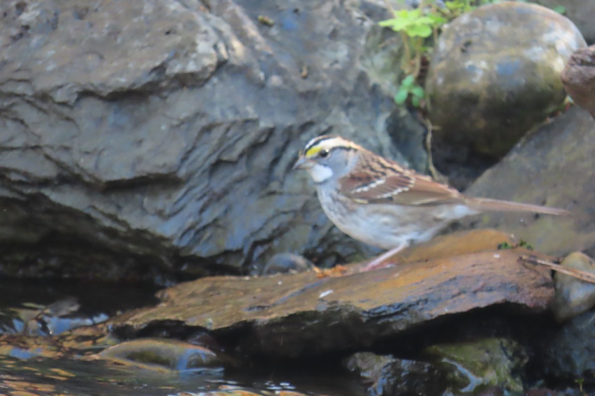 White-throated Sparrow - ML644425846