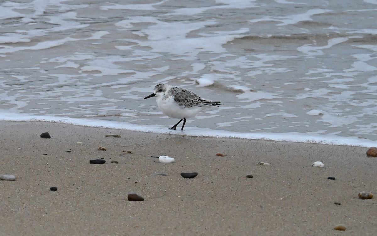 Sanderling - ML644425861