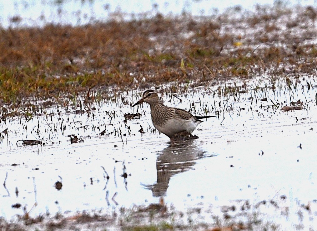 Pectoral Sandpiper - ML644425865