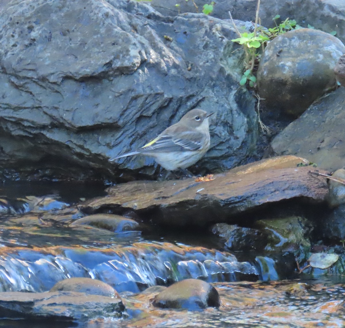 Yellow-rumped Warbler - ML644425866