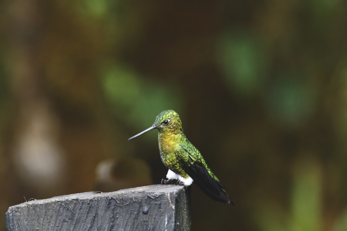 Golden-breasted Puffleg - ML644425882