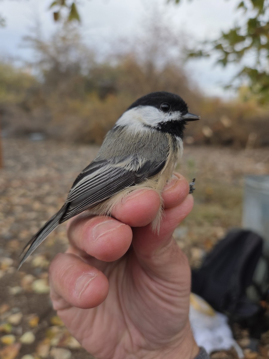 Black-capped Chickadee - ML644425887