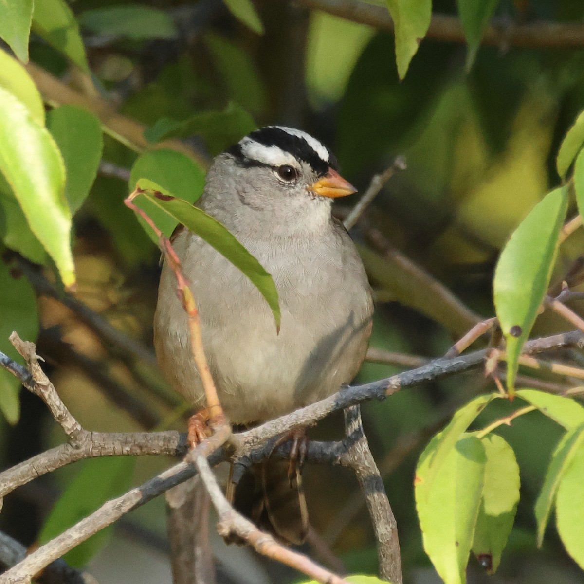 White-crowned Sparrow (Gambel's) - ML644425891