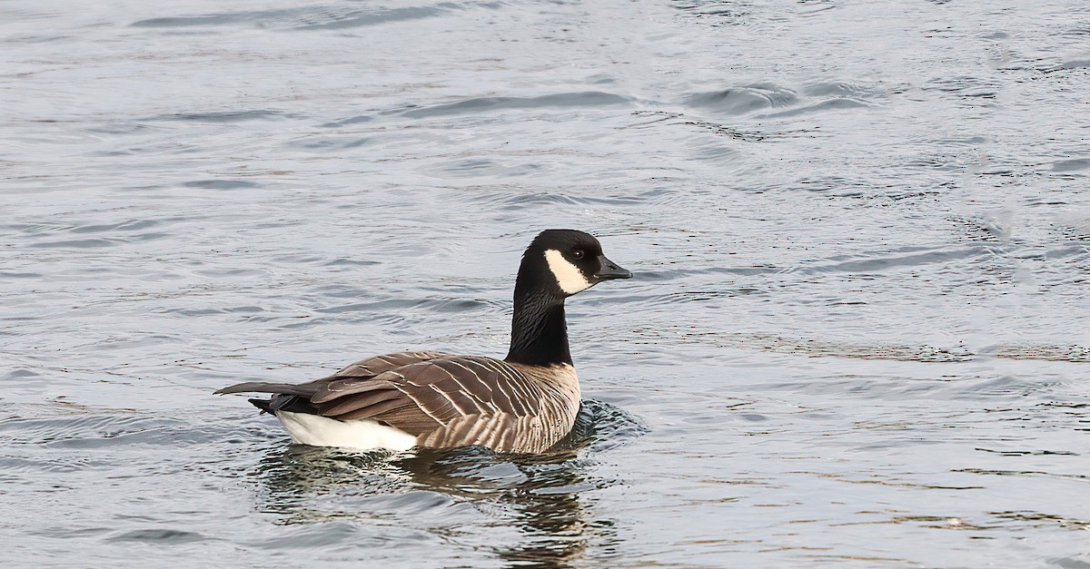 Харлаг галуу - ML644425893