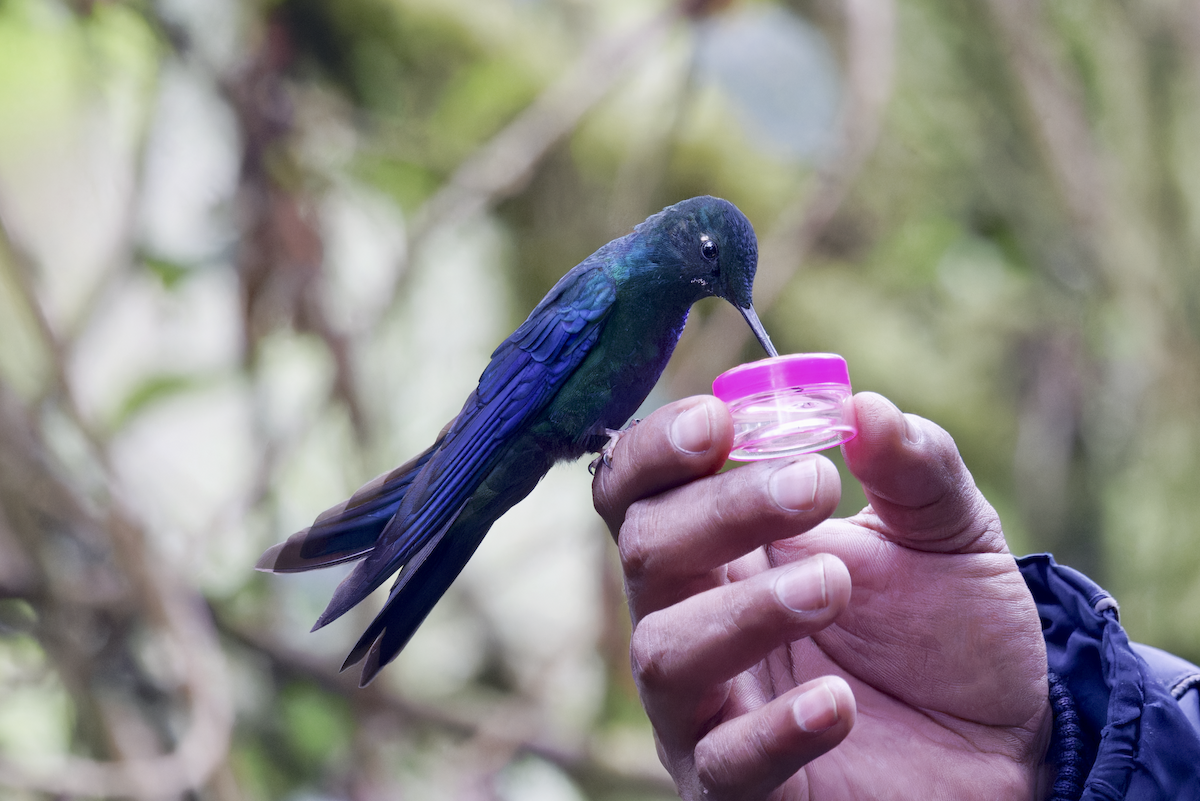 Great Sapphirewing - ML644425896