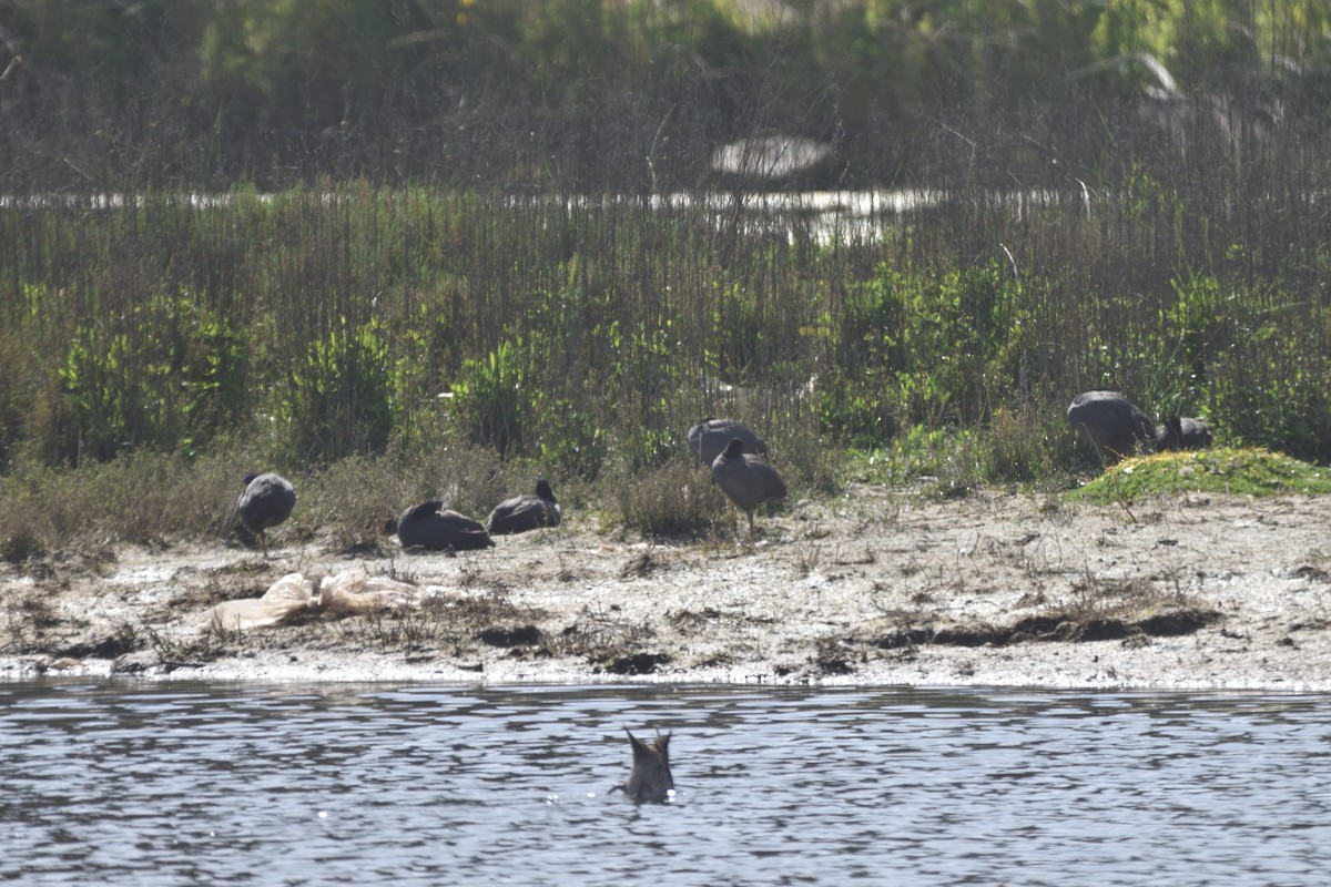 Foulque à jarretières - ML644425905