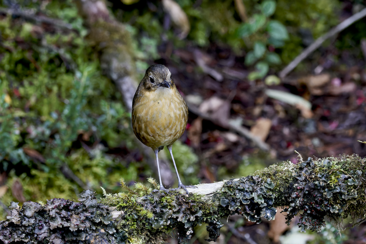 Tawny Antpitta - ML644425906