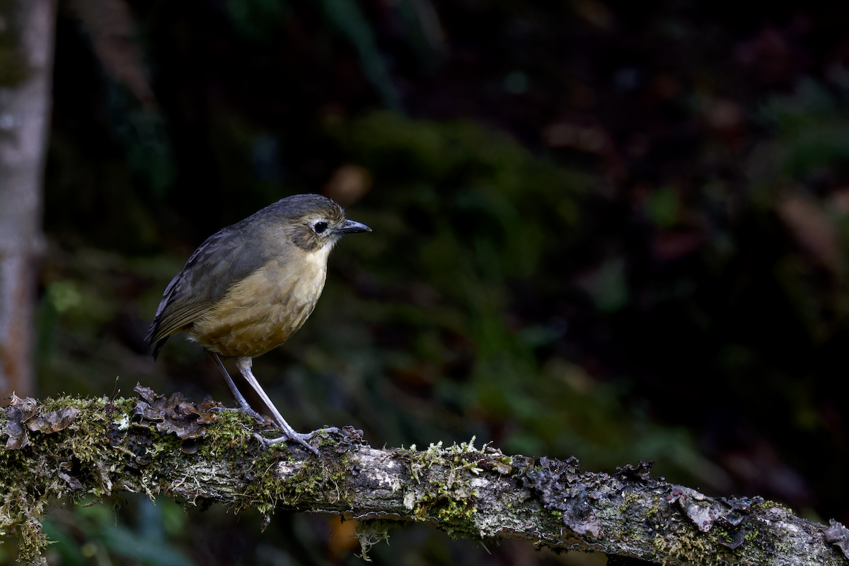Tawny Antpitta - ML644425907