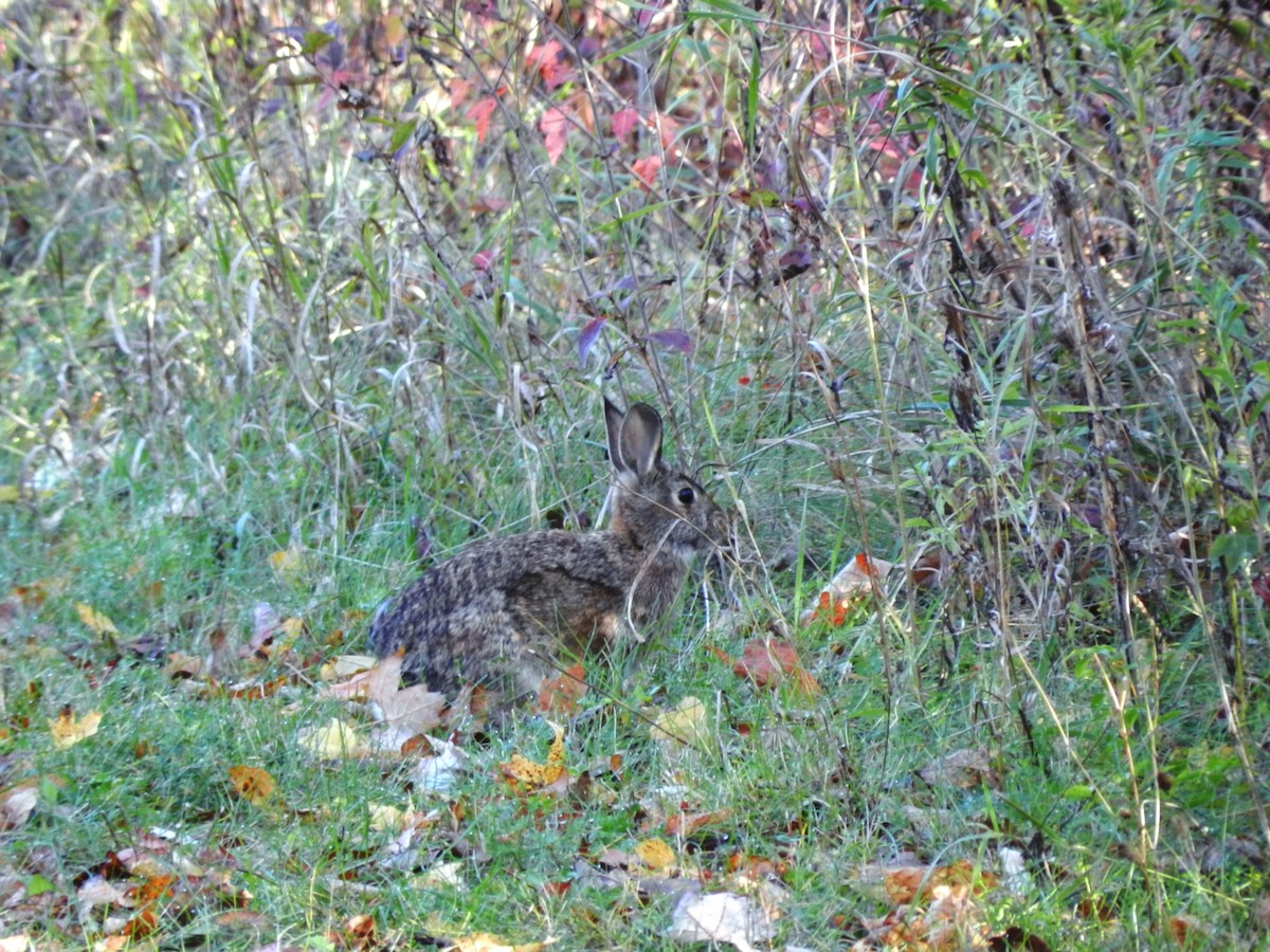 Eastern Cottontail - ML644425912