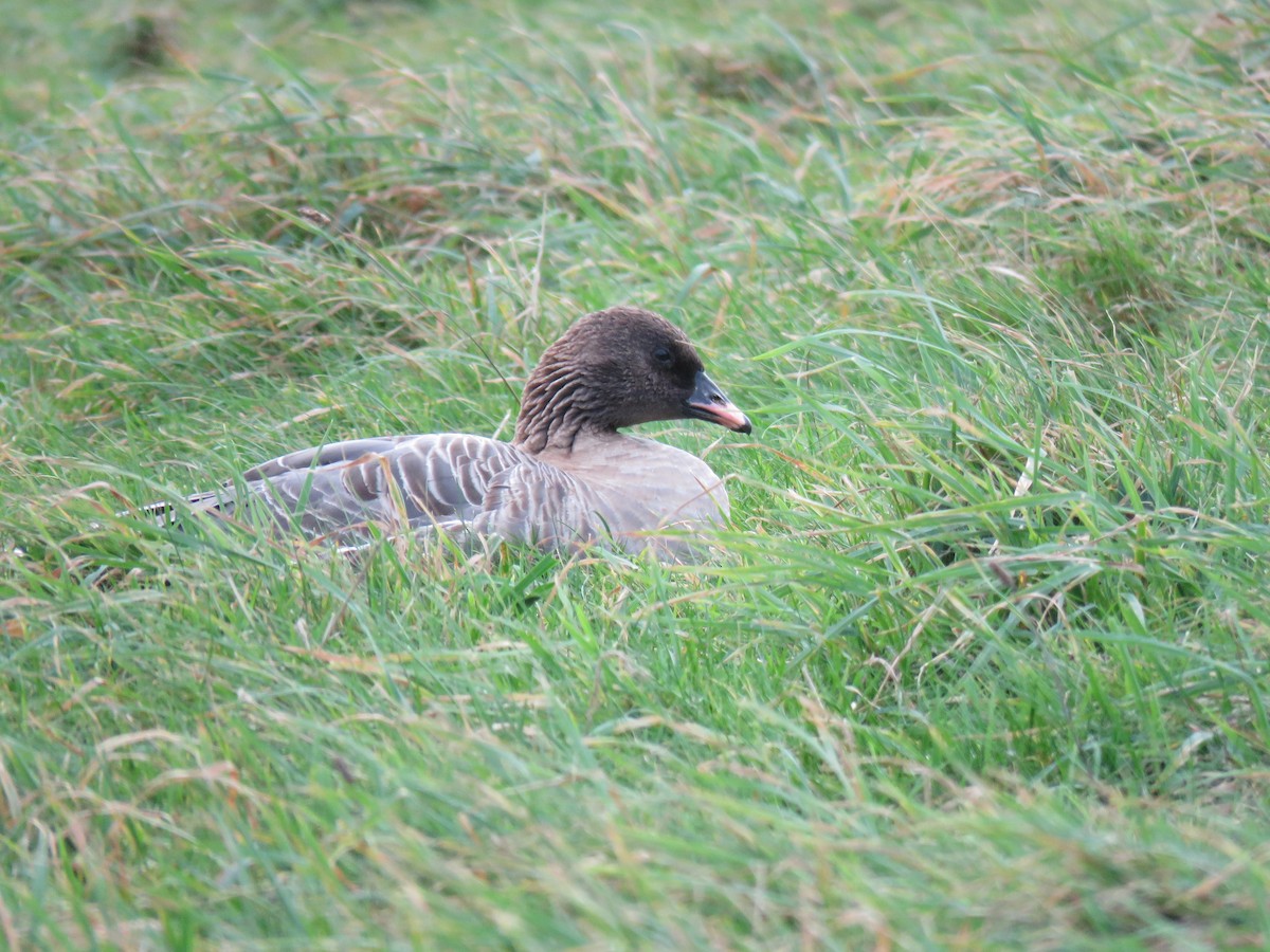 Pink-footed Goose - ML644425913