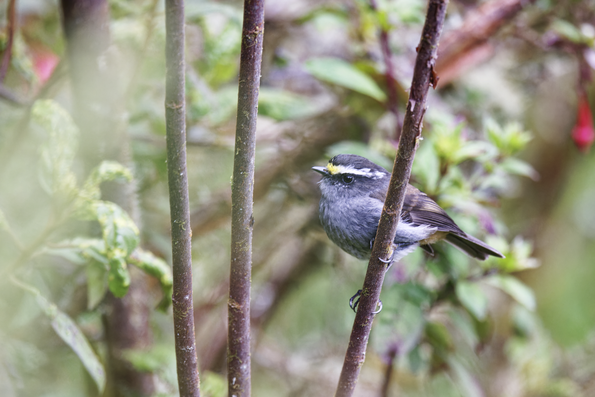 Crowned Chat-Tyrant - ML644425920