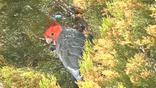 Gang-gang Cockatoo - ML644425923